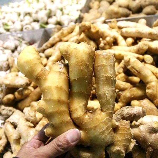 Fresh New Crop Ginger factory