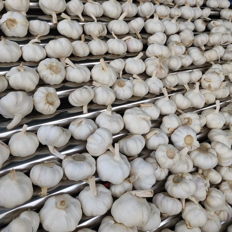 frozen pure white garlic